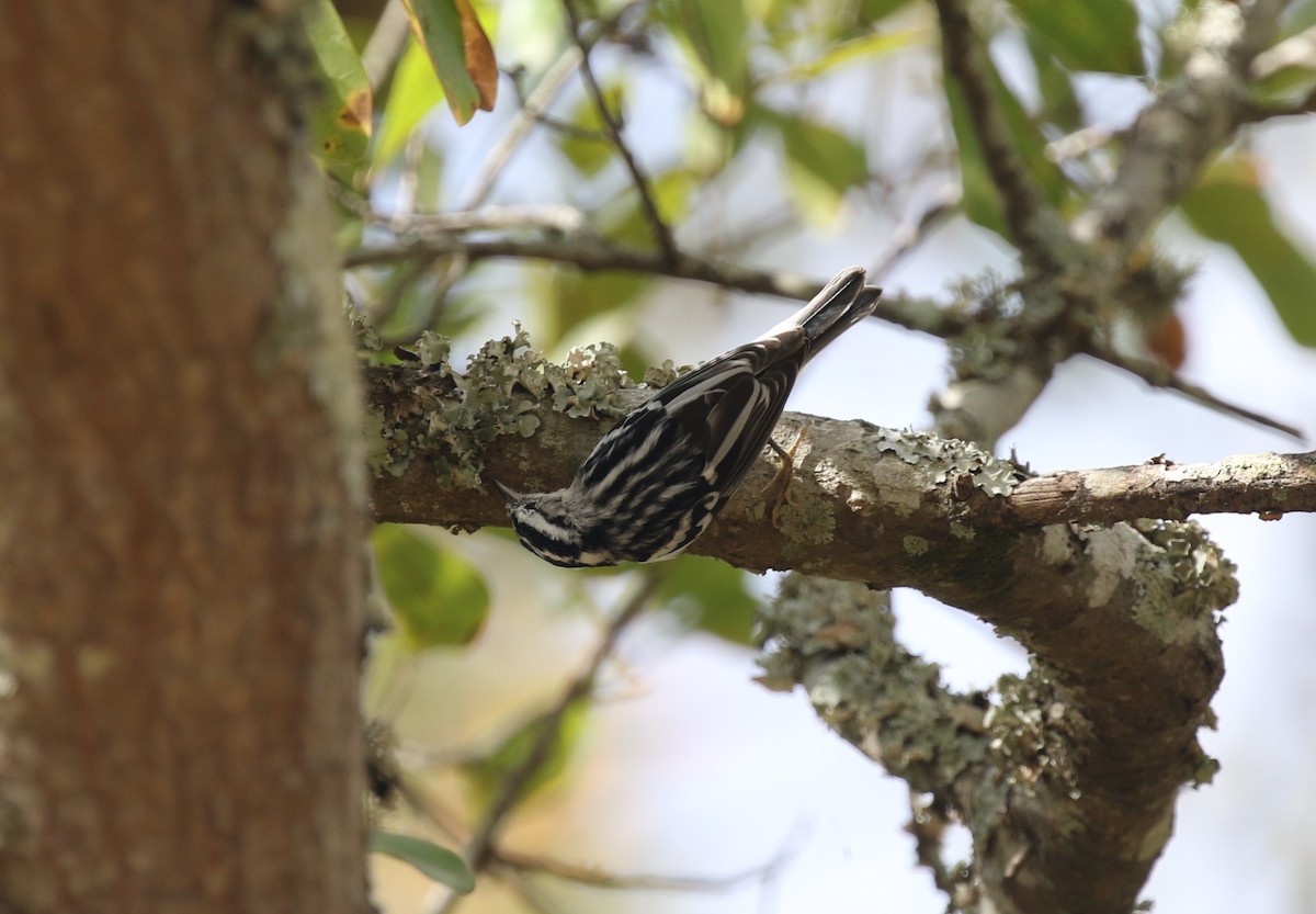 Black-and-white Warbler - ML611482953