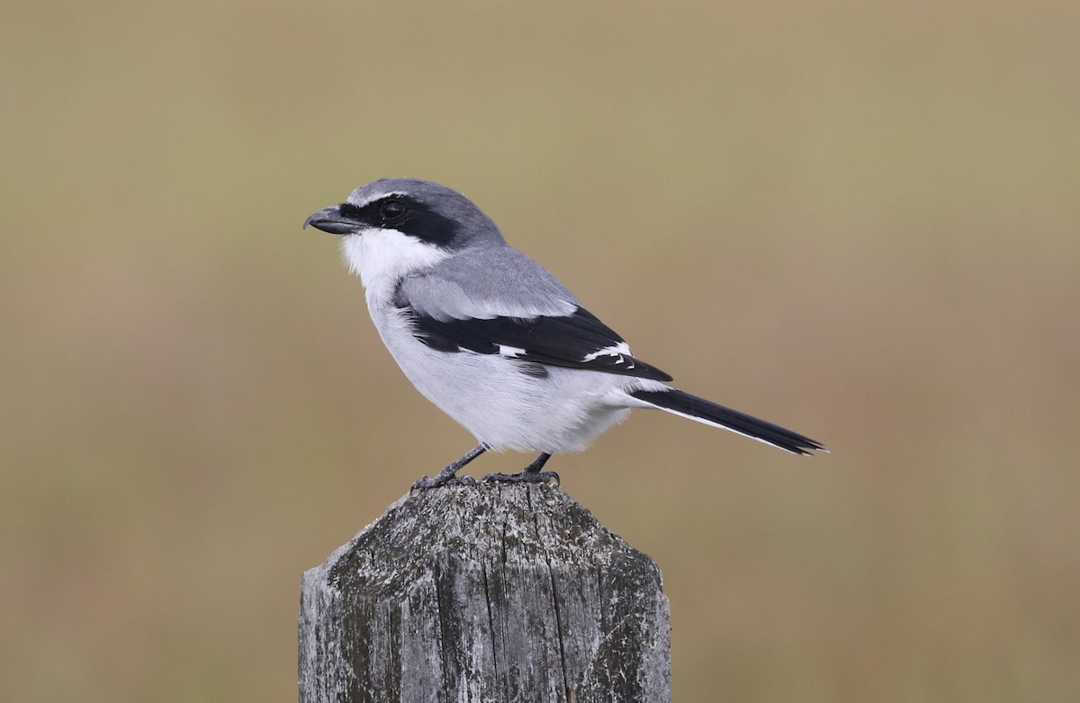 Loggerhead Shrike - ML611482984