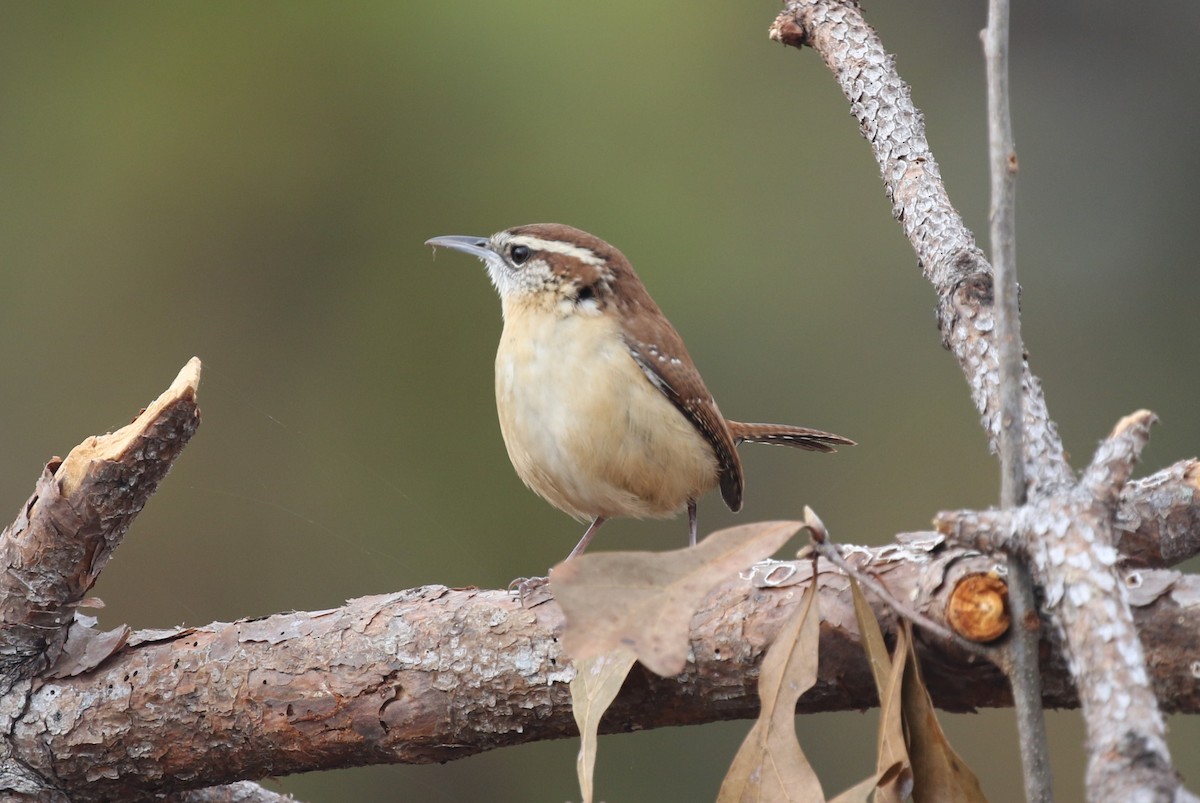 Carolina Wren - James (Jim) Holmes