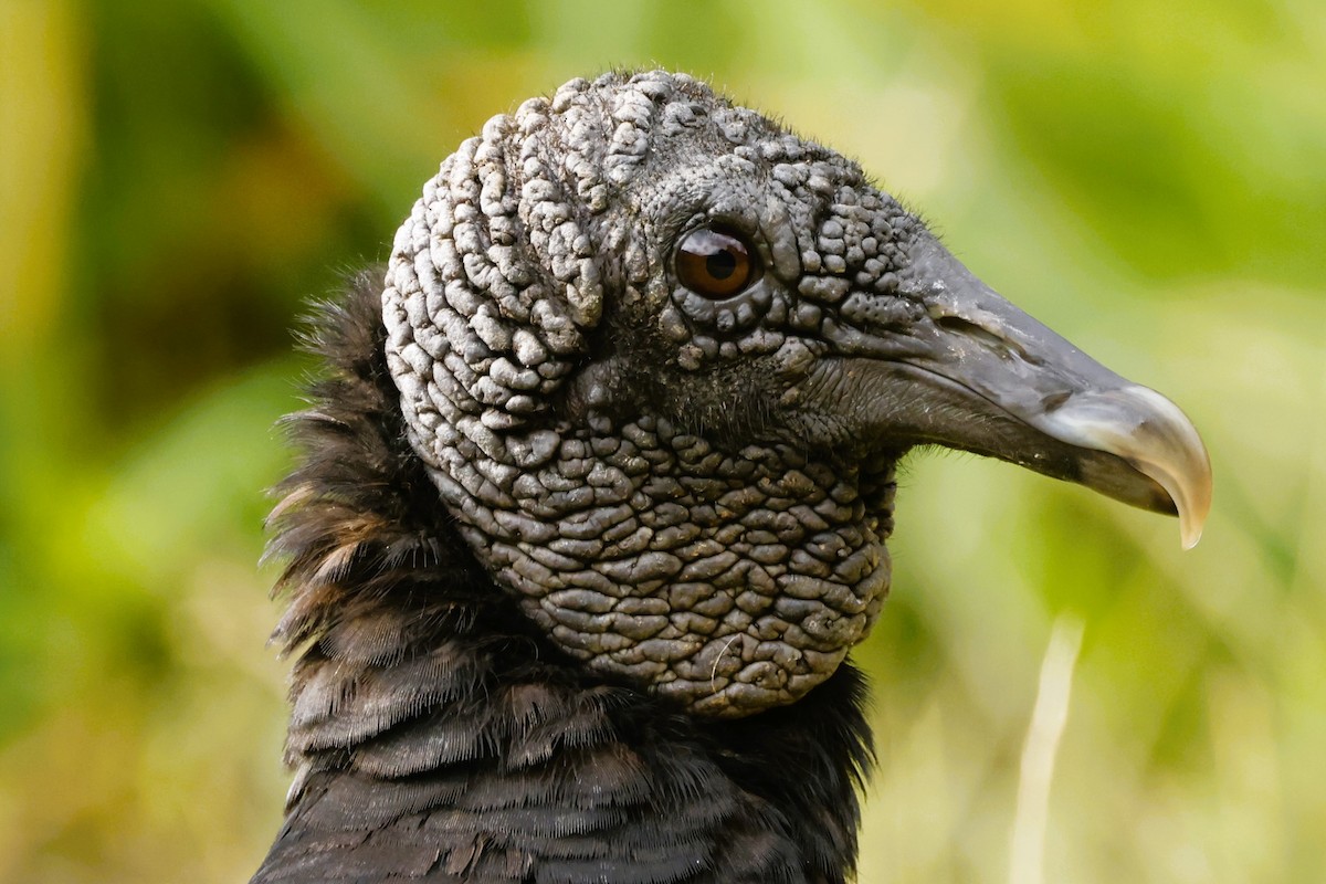 Black Vulture - ML611483056