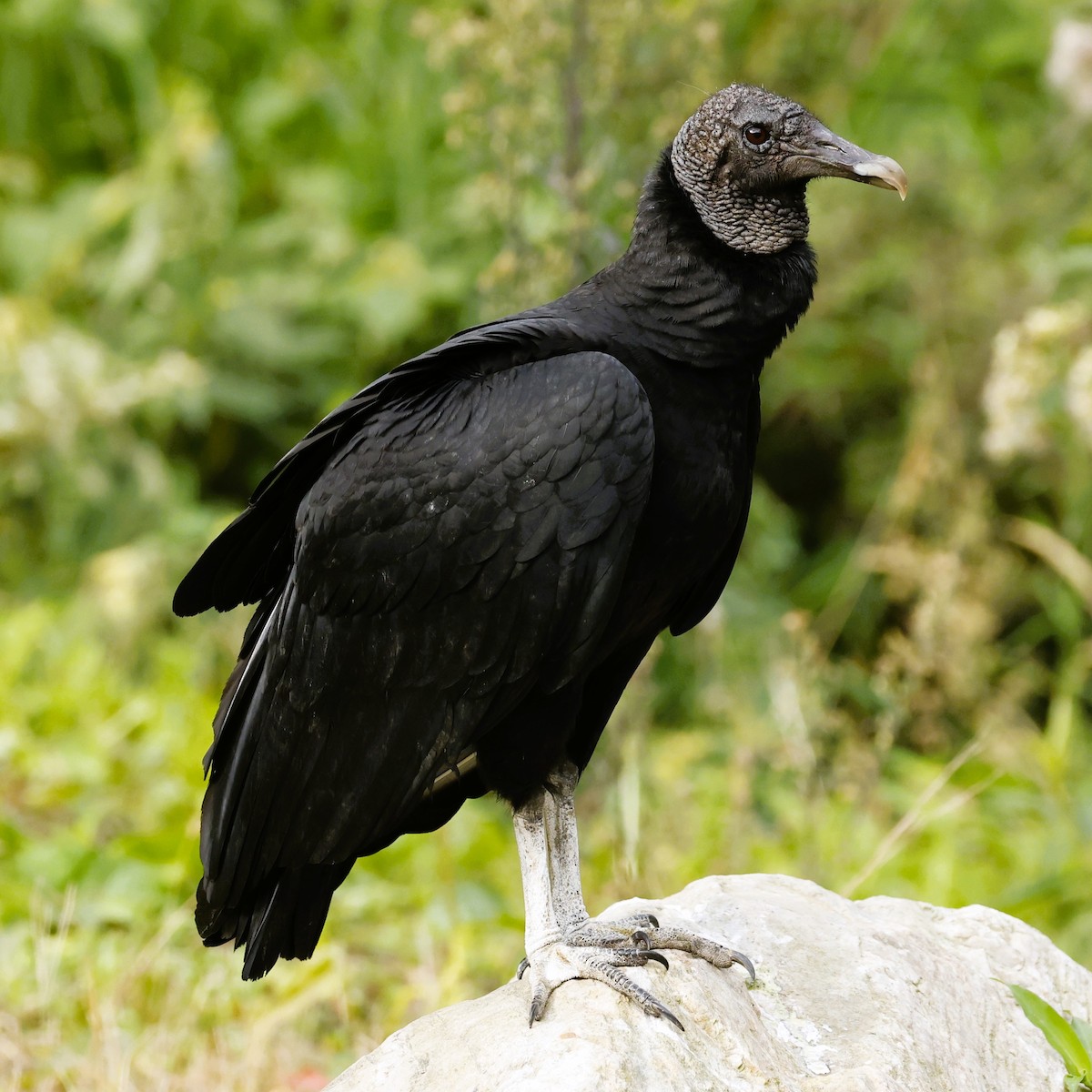 Black Vulture - ML611483057