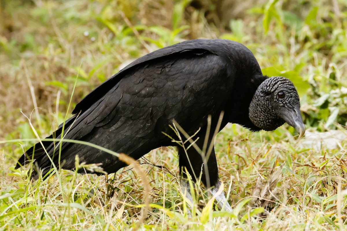 Black Vulture - ML611483058