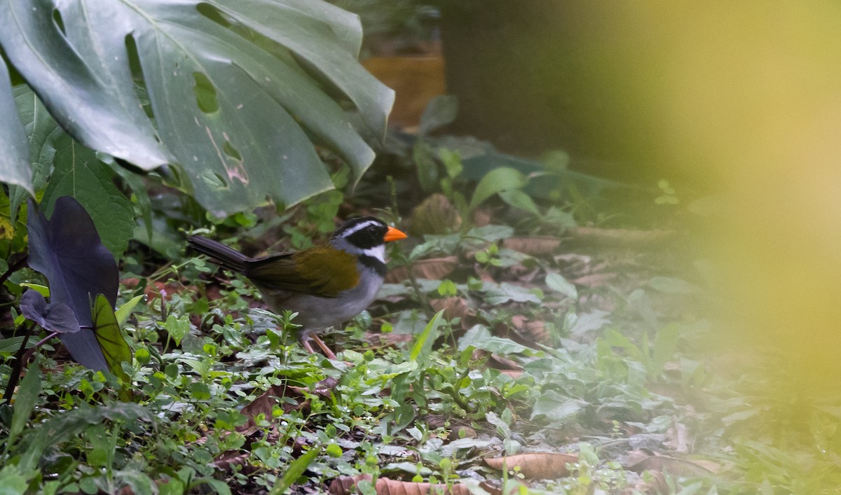 Orange-billed Sparrow (aurantiirostris Group) - Jay McGowan
