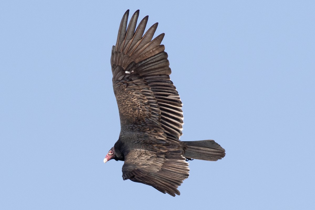 Turkey Vulture - David Brown