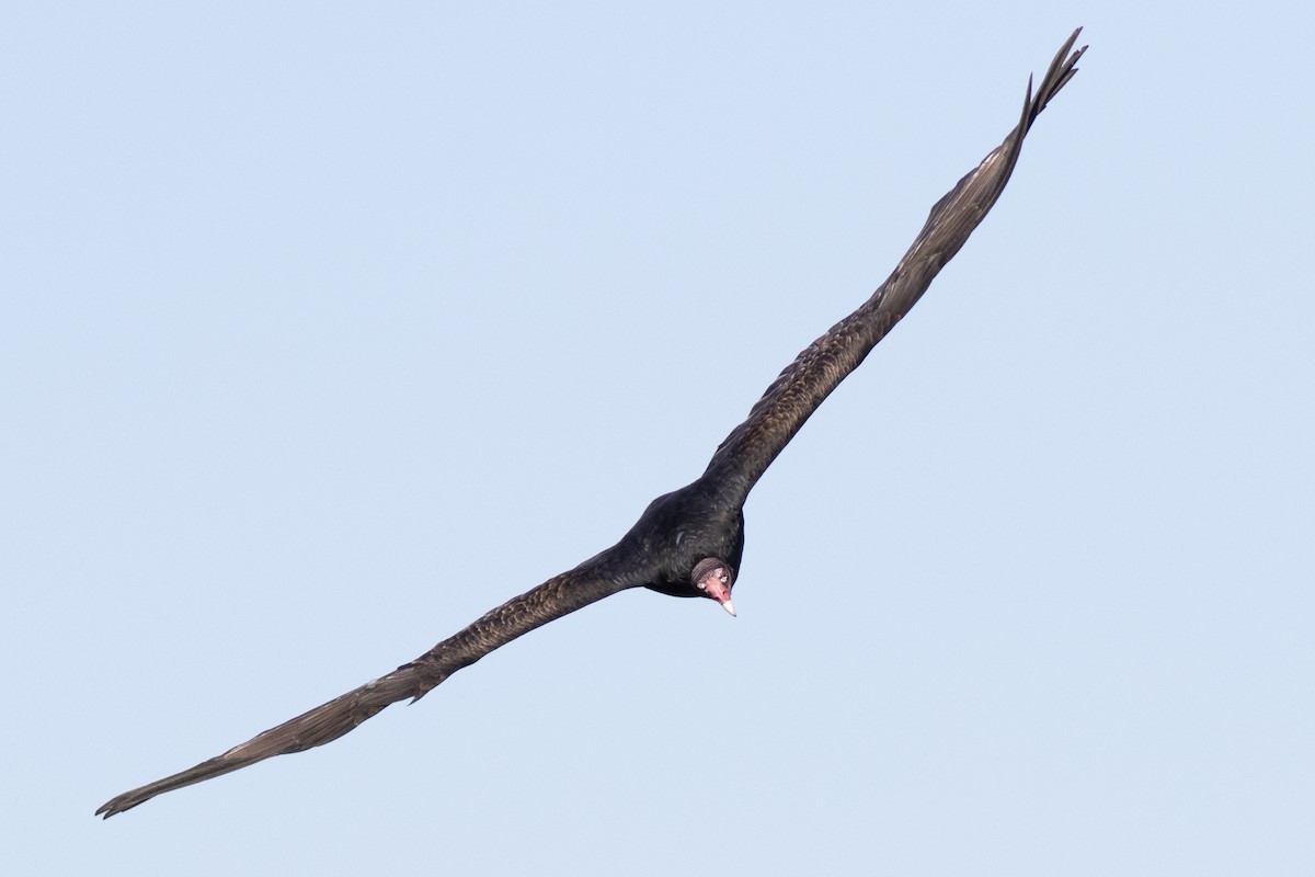 Turkey Vulture - David Brown