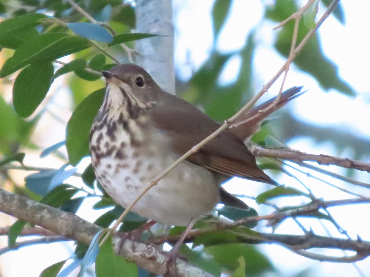 Hermit Thrush - ML611483237