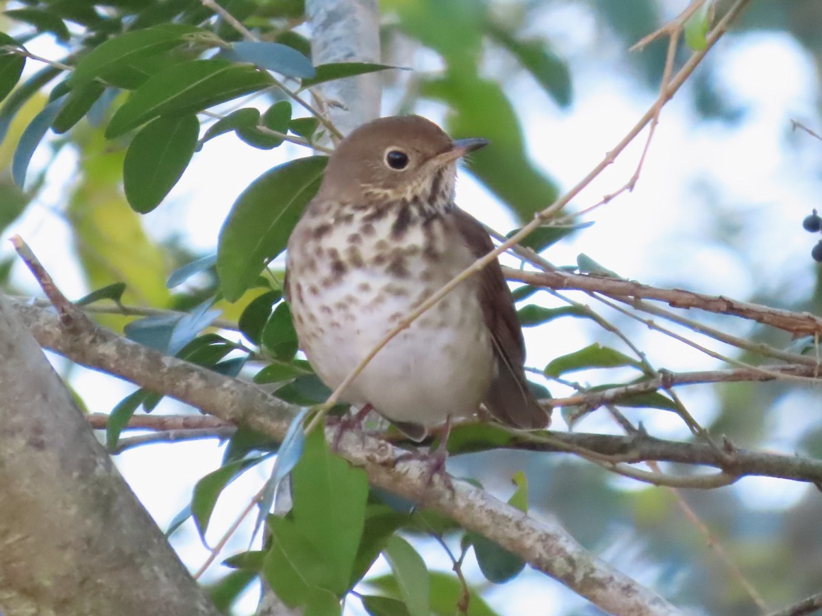 Hermit Thrush - ML611483238
