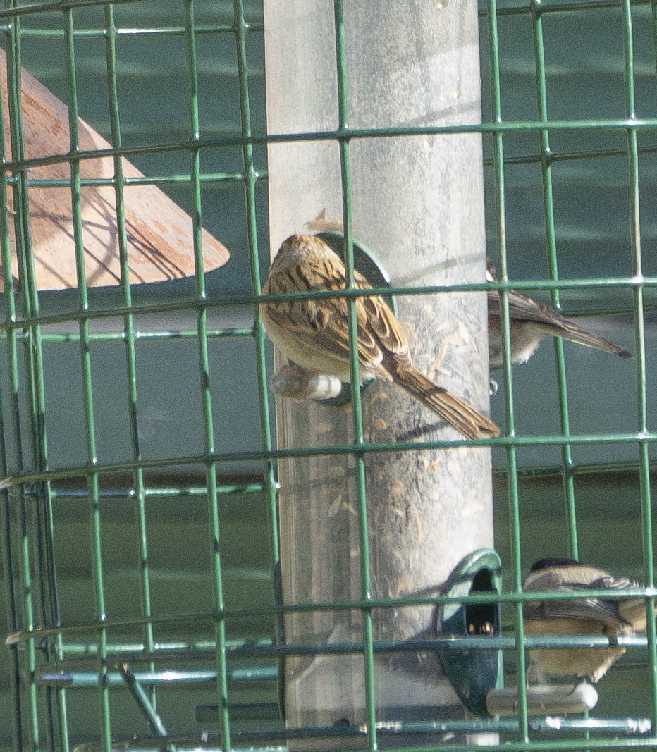 Clay-colored Sparrow - ML611483332