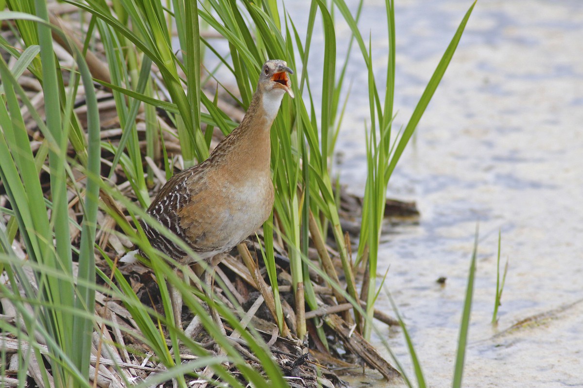 Clapper Rail (Gulf Coast) - ML611483372