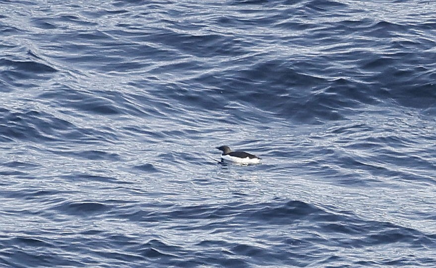 אורייה חייכנית - ML611483398