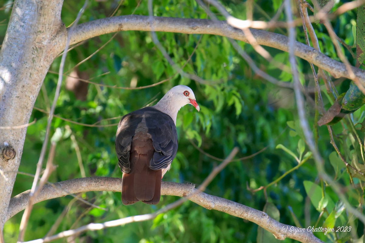 Pink Pigeon - Sujan Chatterjee