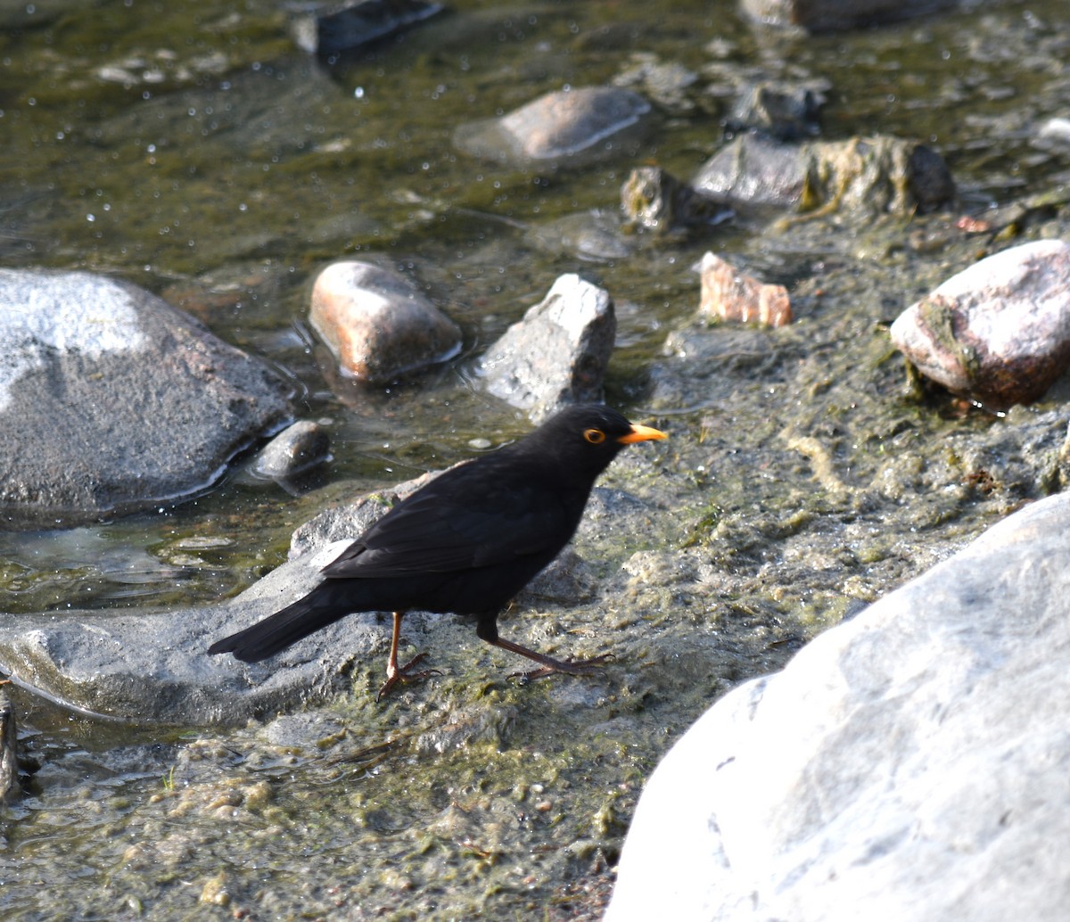 Eurasian Blackbird - ML611483429