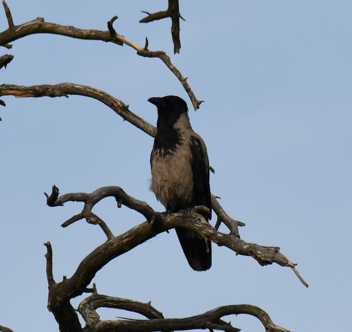 Hooded Crow - ML611483510
