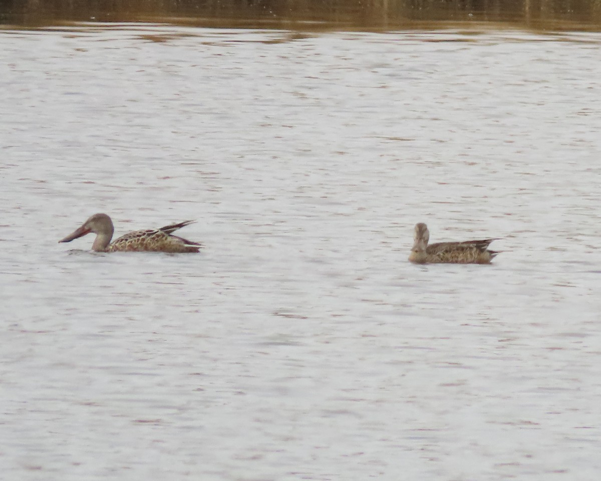 Northern Shoveler - ML611483519