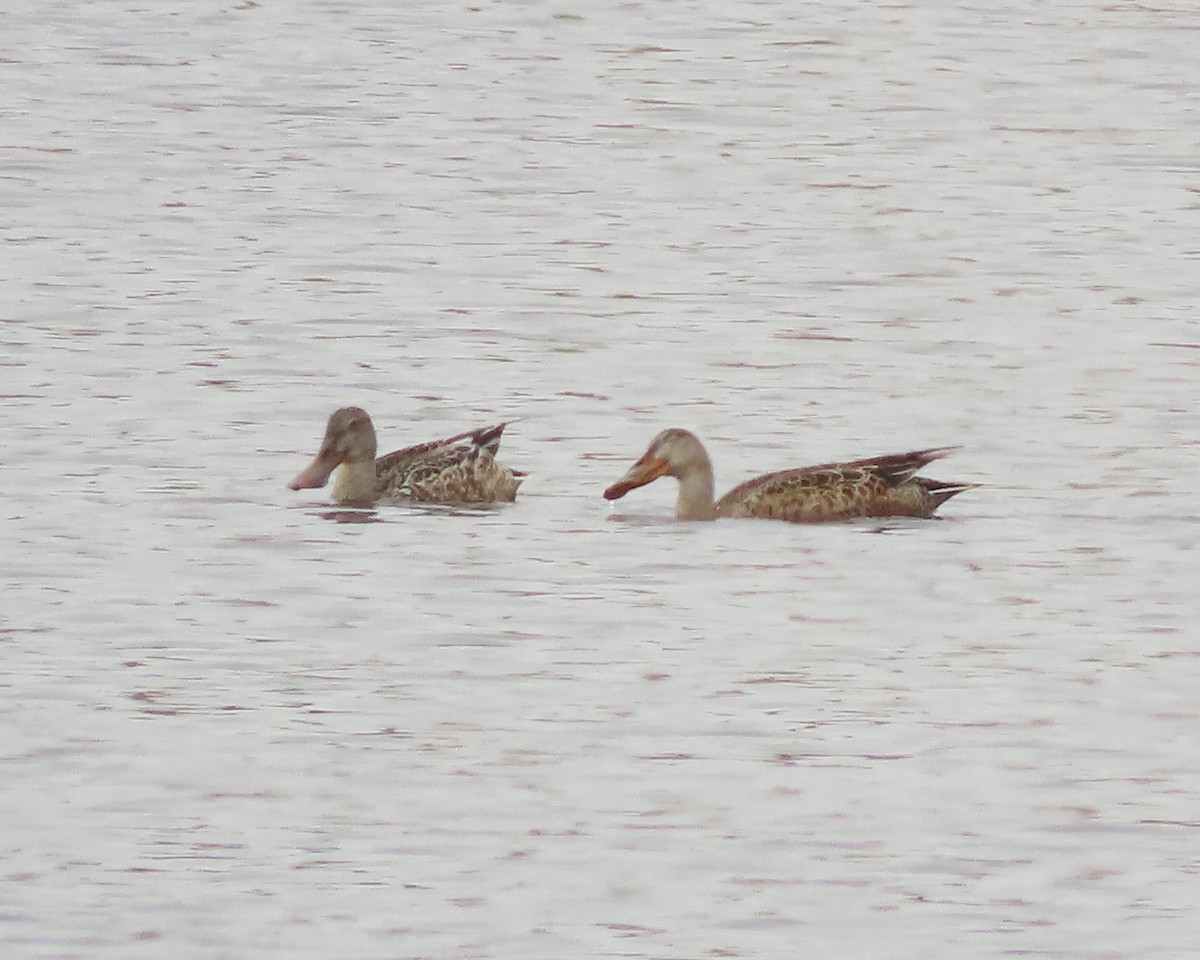 Northern Shoveler - ML611483520