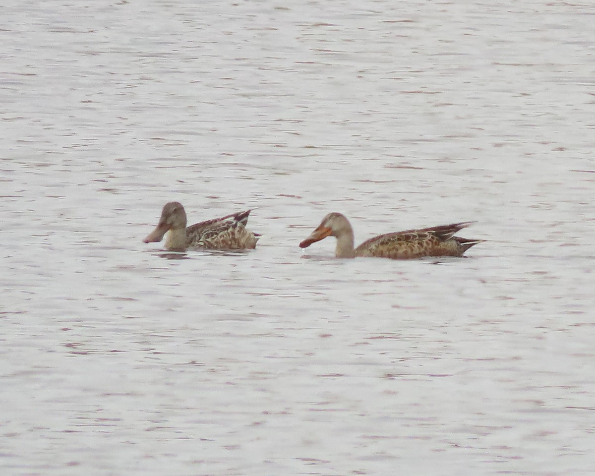 Northern Shoveler - ML611483520