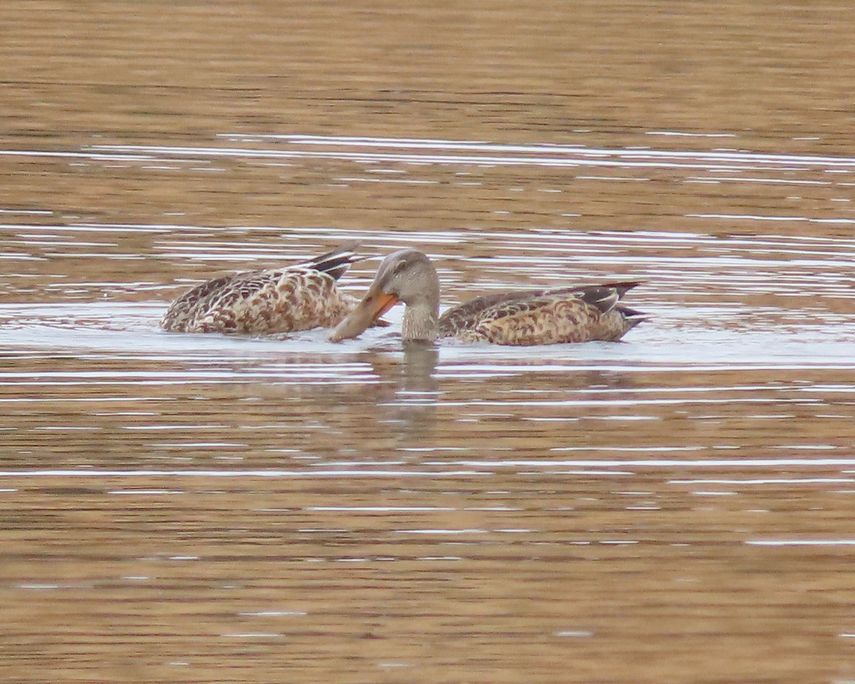 Northern Shoveler - ML611483521