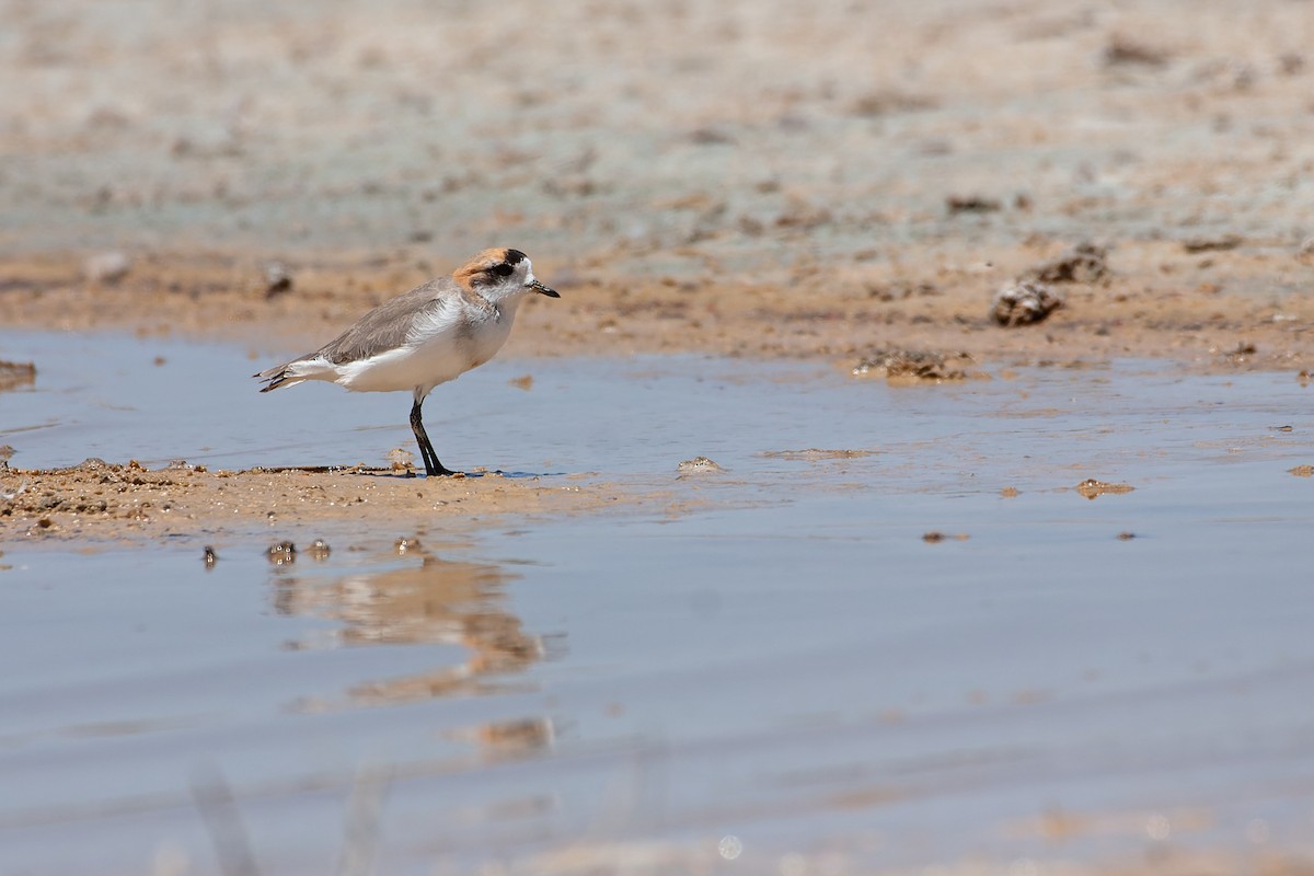 Puna Plover - ML611483564