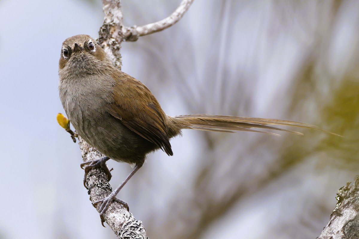 Mouse-colored Thistletail - ML611483565