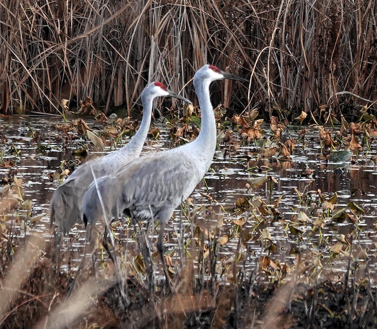 Sandhill Crane - ML611483566