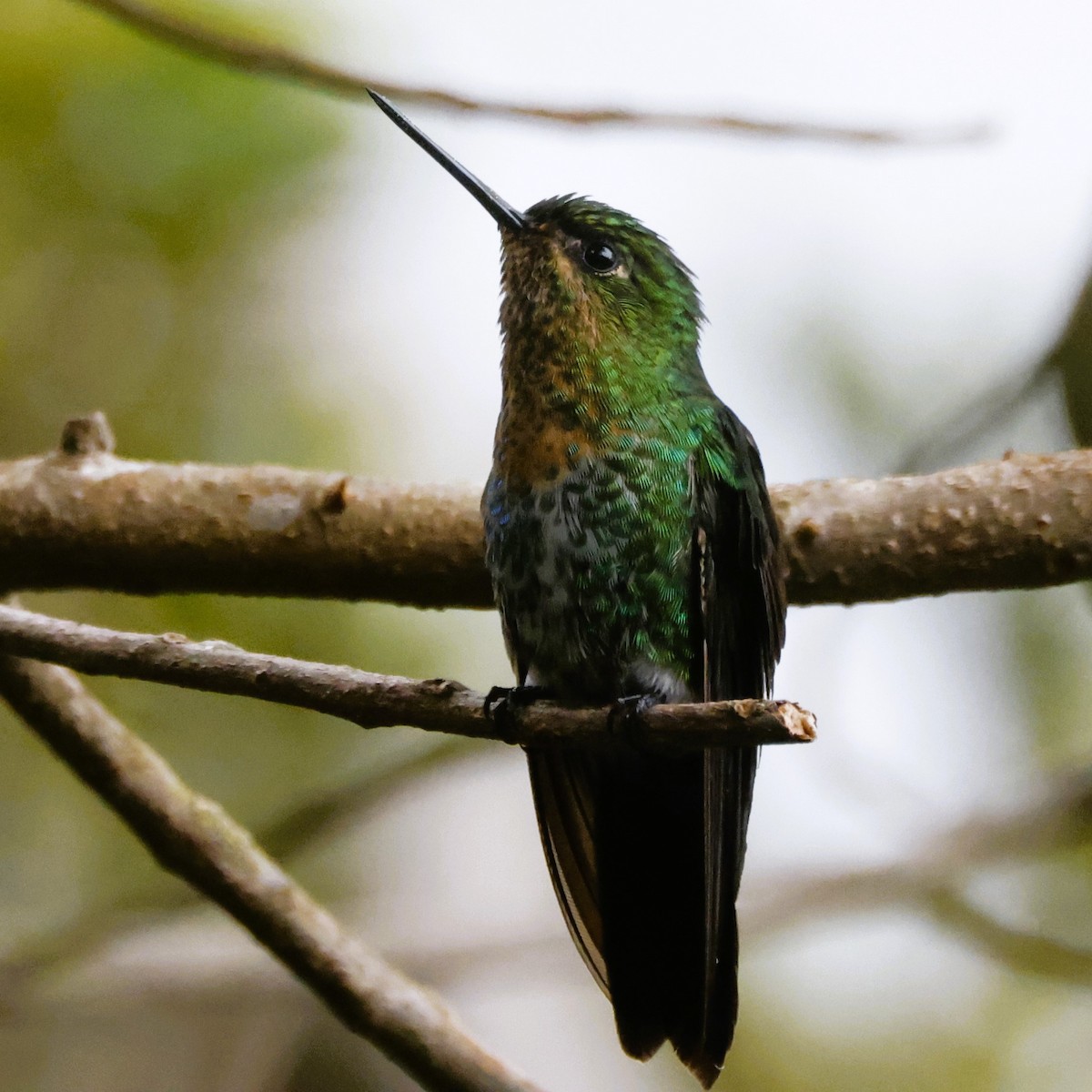 Glowing Puffleg - ML611483610