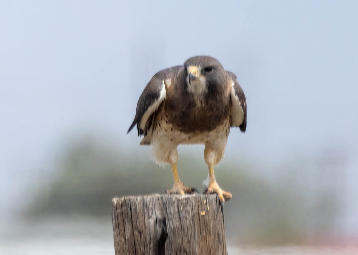 Swainson's Hawk - ML611483645