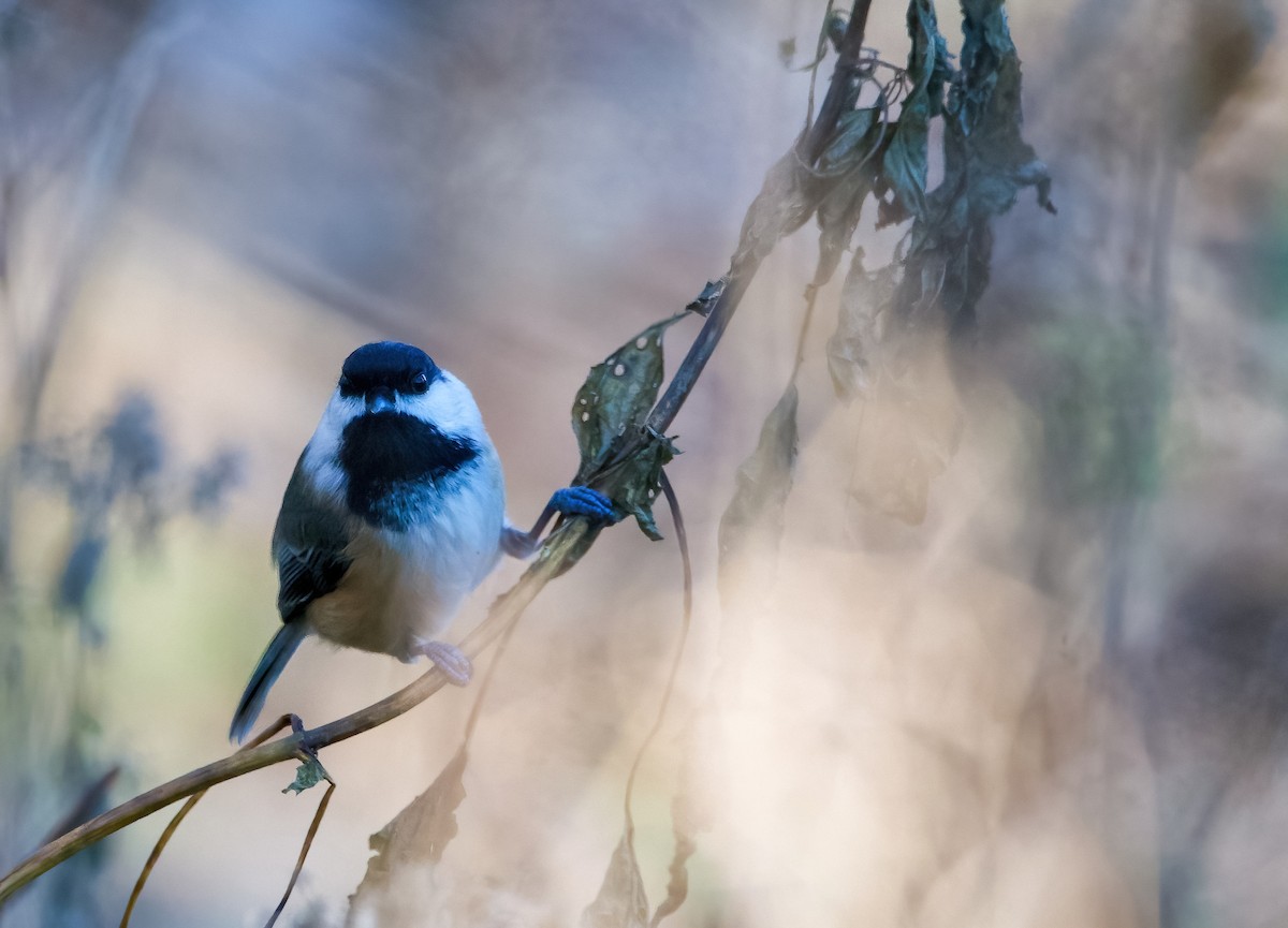 Black-capped Chickadee - ML611483688