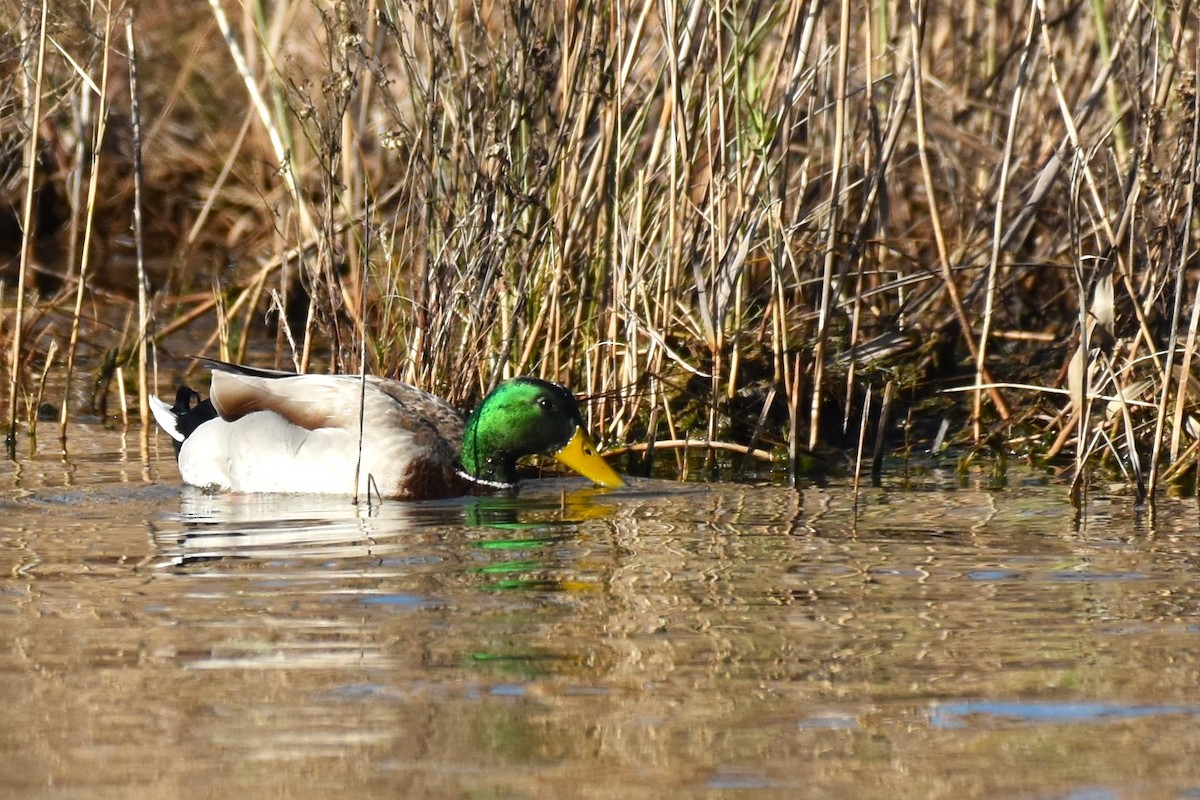 Mallard - ML611483704