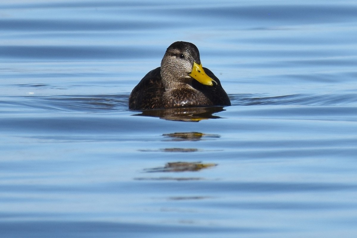 American Black Duck - ML611483708