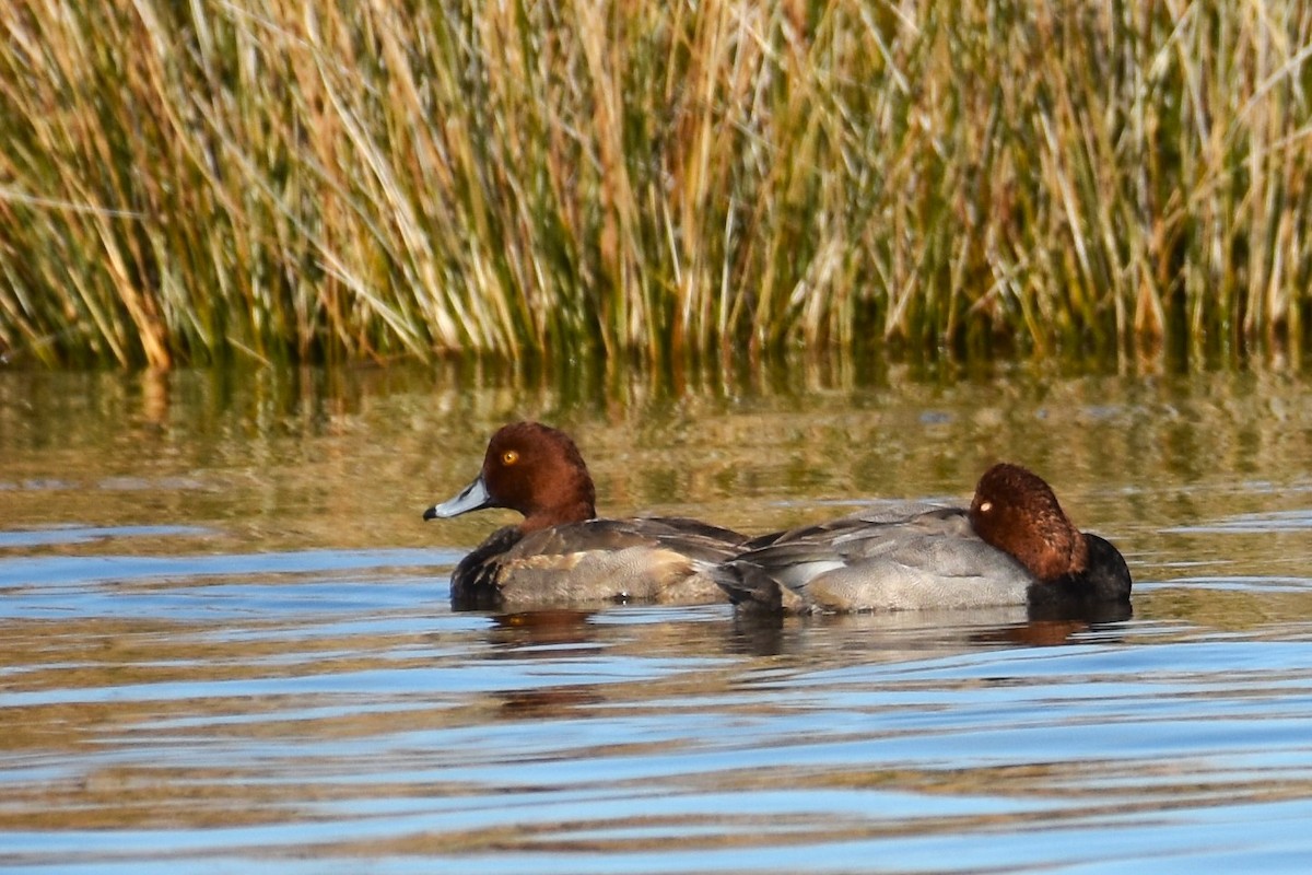 Redhead - ML611483709