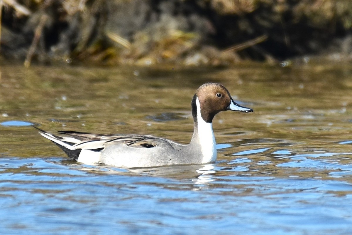 Northern Pintail - ML611483725