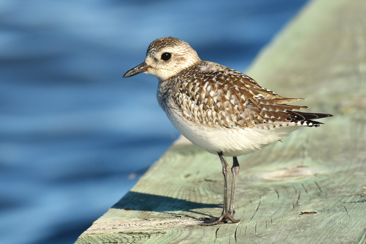 Black-bellied Plover - ML611483738