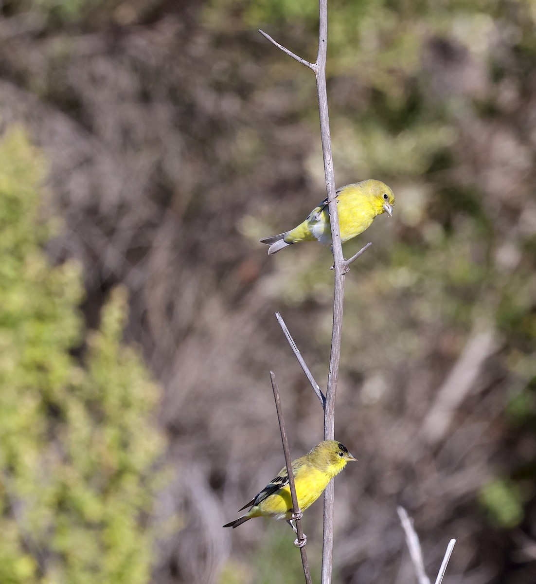 Lesser Goldfinch - ML611483740