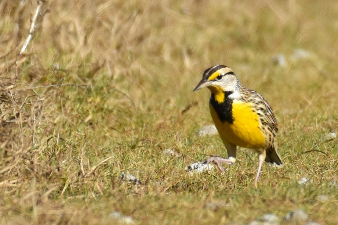 Eastern Meadowlark - ML611483744