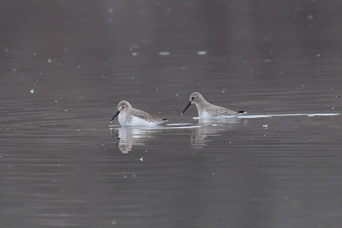 Dunlin - ML611483754