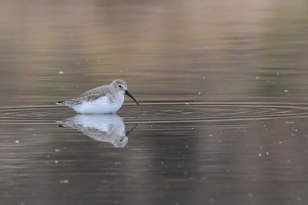 Dunlin - ML611483755