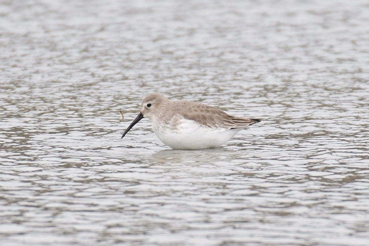 Dunlin - ML611483756