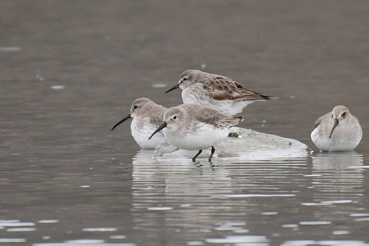 Dunlin - ML611483757