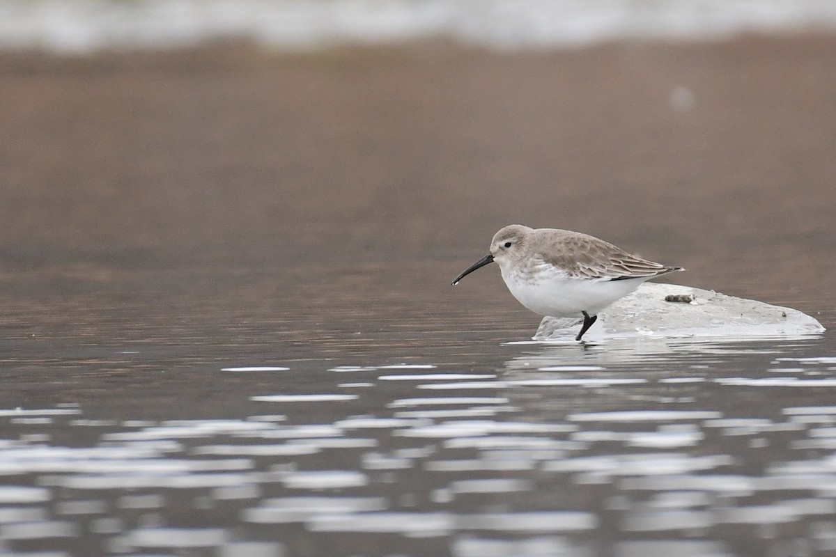 Dunlin - ML611483758