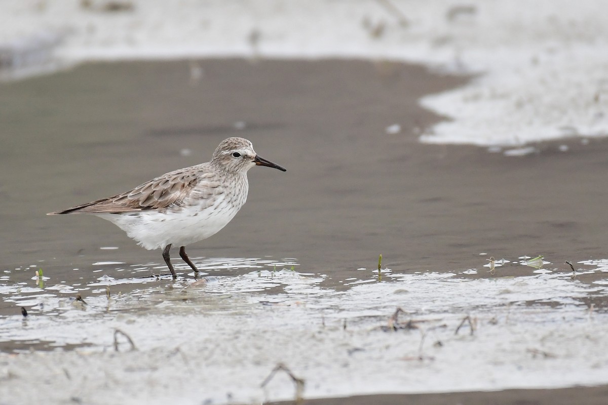 White-rumped Sandpiper - Tristan Herwood