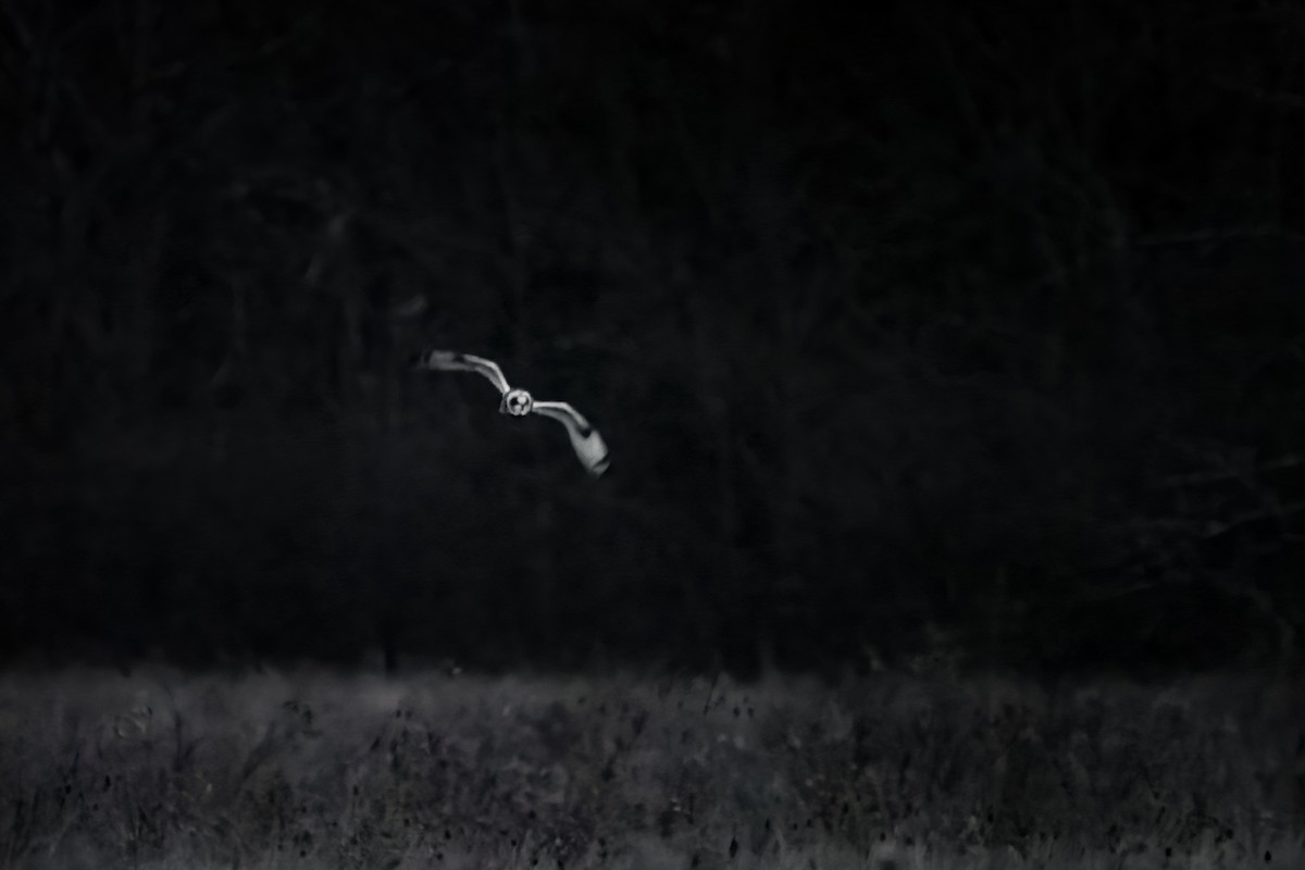 Short-eared Owl - Chen Lei