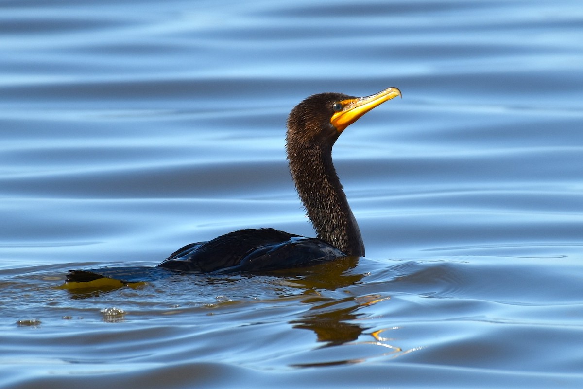 Double-crested Cormorant - ML611483782