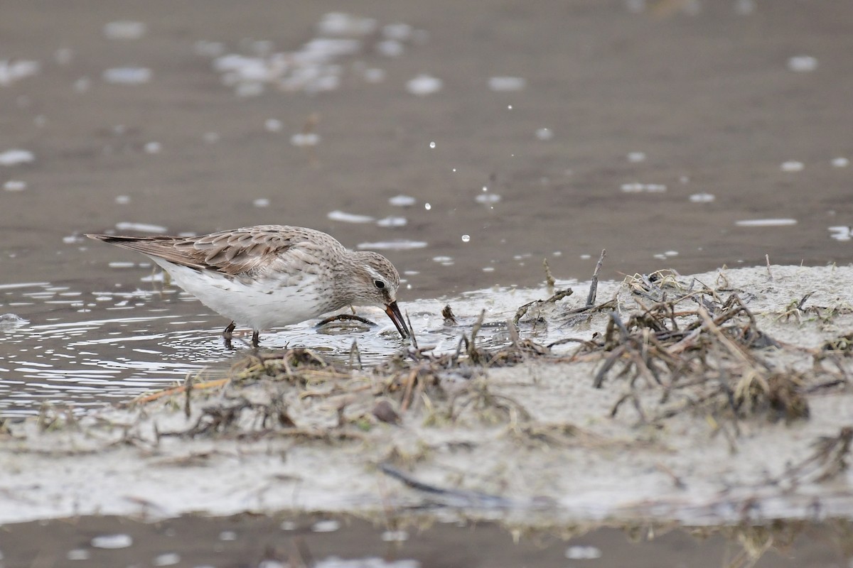 White-rumped Sandpiper - ML611483814