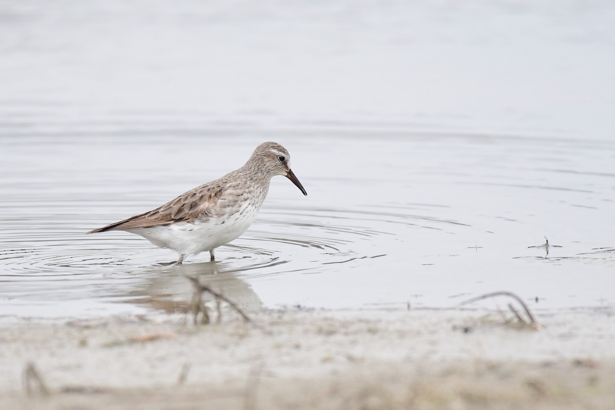 White-rumped Sandpiper - ML611483815