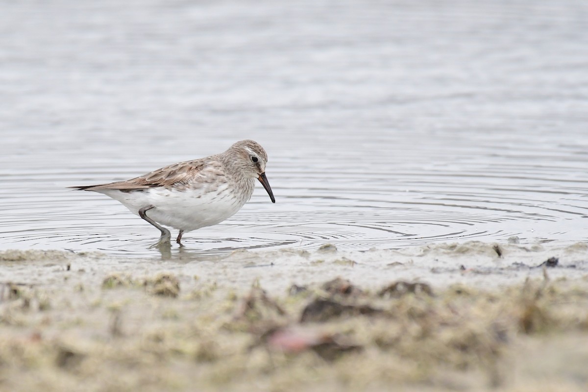 White-rumped Sandpiper - ML611483816