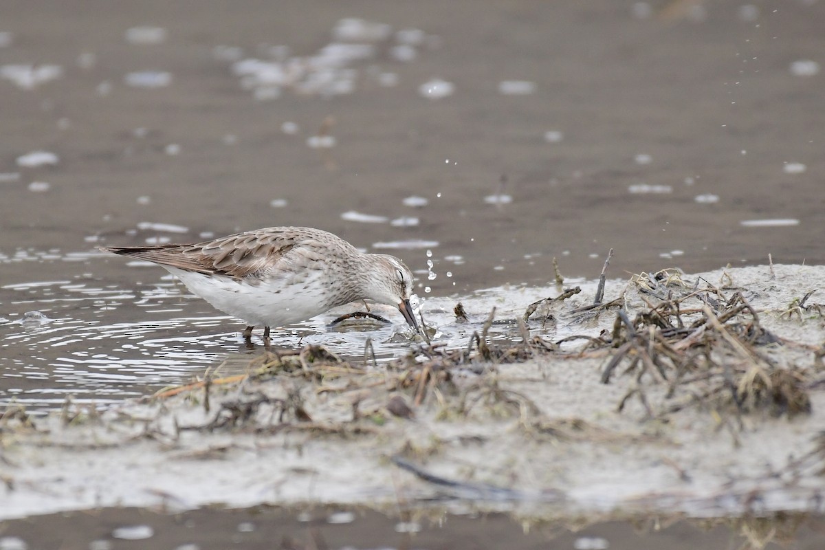 White-rumped Sandpiper - ML611483817