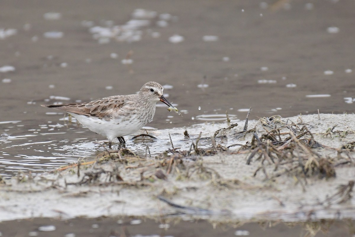 White-rumped Sandpiper - ML611483818