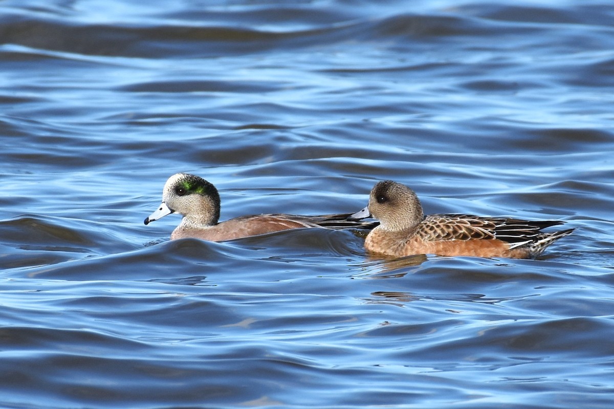 American Wigeon - ML611483863