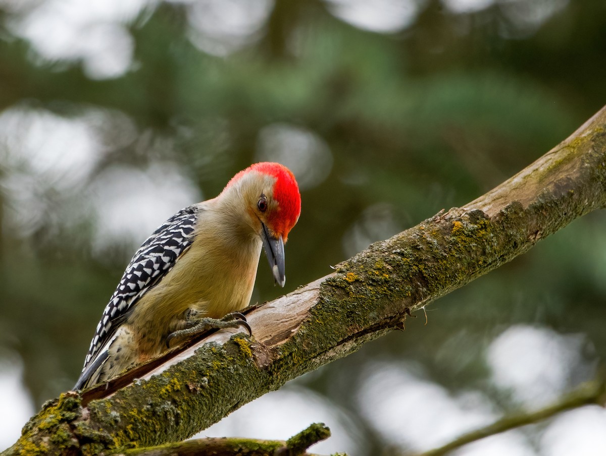 Red-bellied Woodpecker - ML611483871