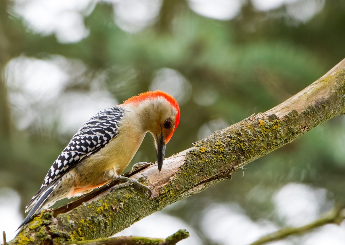 Red-bellied Woodpecker - Enya deFeijter